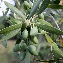 Olives & Olive Oil